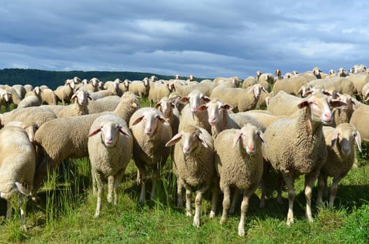 sheep