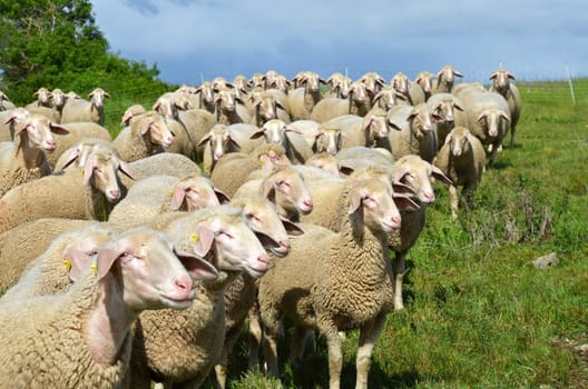 sheep
