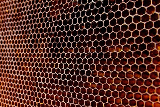 Honeycombs filled with honey closeup. In each cell of honeycomb the reflection of light in the form of an asterisk. Texture.