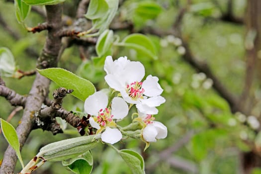 Flowering of apple trees. Closeup white flowers of the apple tree.