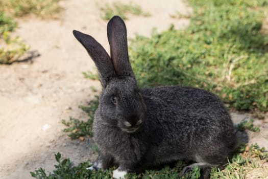 rabbit sitting on green grass and digs a hole