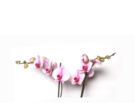 Blooming Twig Of Orchid Isolated On White Background.
