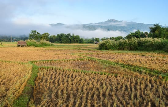 Asian countryside scenery of rice field after harvesting in the morning
