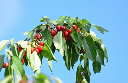 cherry tree