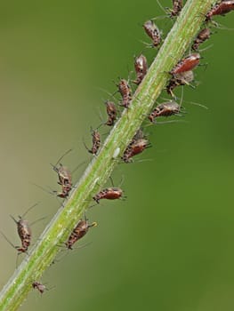 Sucking aphids on flower stems