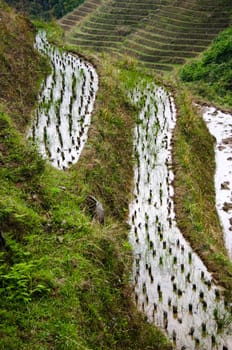 The Longji Rice Terraces located next to the village of Ping'an in China