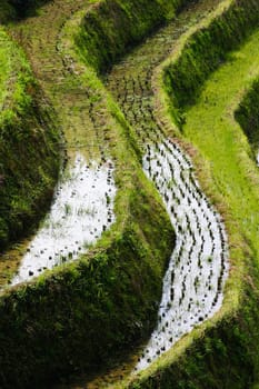 The Longji Rice Terraces located next to the village of Ping'an in China