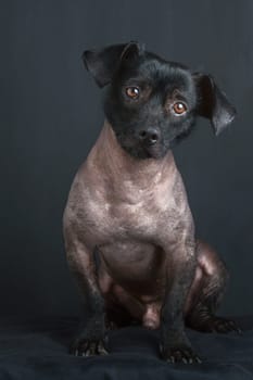 Portrait of mixed peruvian dog with tilted head and sad look on black background