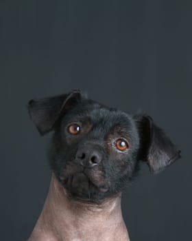 Portrait of mixed peruvian puppy dog with text copy.