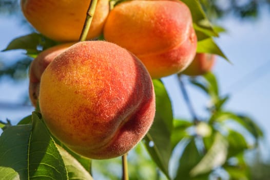 close up of the ripe fruit peach