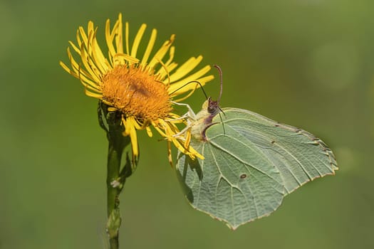 Lemon butterflies on Jacob's greiskraut