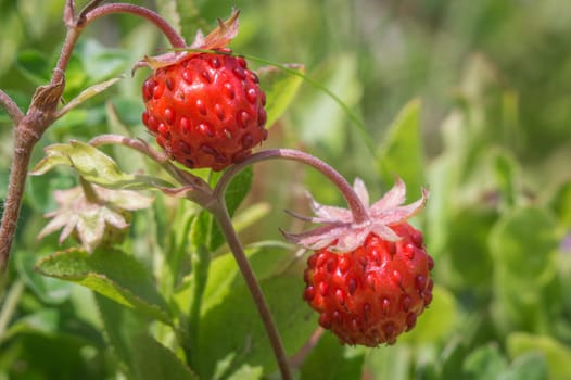 close-up of a ripe of wild strawberry fruit
