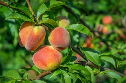 close up of the ripe fruit peach