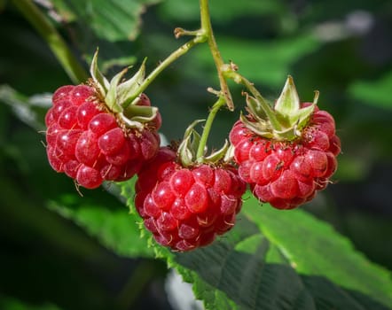 the close up of a ripe raspberries