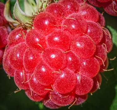 the close up of a ripe raspberries