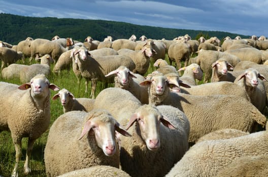 flock of sheep