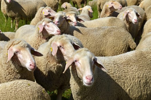 flock of sheep