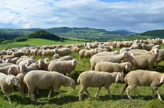 flock of sheep
