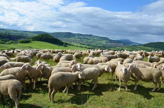 flock of sheep