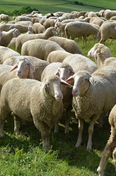 flock of sheep