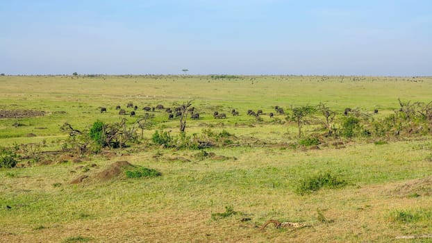 Africa. Kenia. animals in Masai Mara National Park.