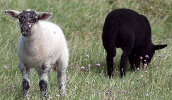 black and white lamb