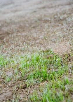 Fresh lawn grows