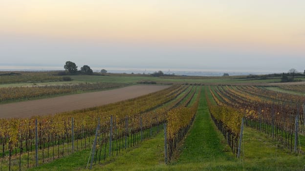 Vineyard in the evening near Oggau