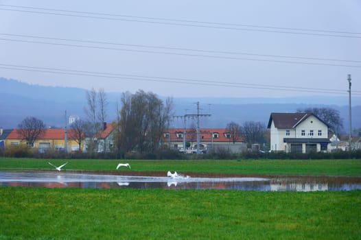 Three swans land in the pond in front of a village