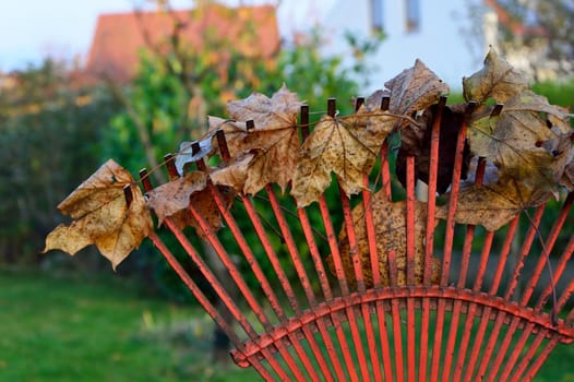 Gardening foliage rake in autumn