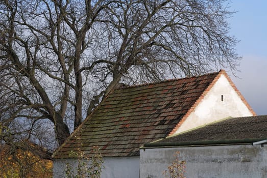 Old barn with large walnut