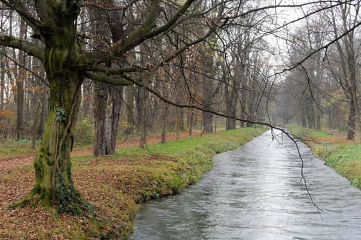 Trees on the canal