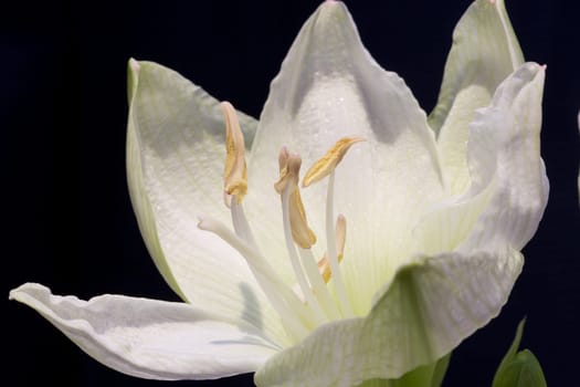 Amaryllis blossom