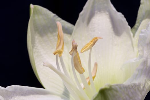 Amaryllis