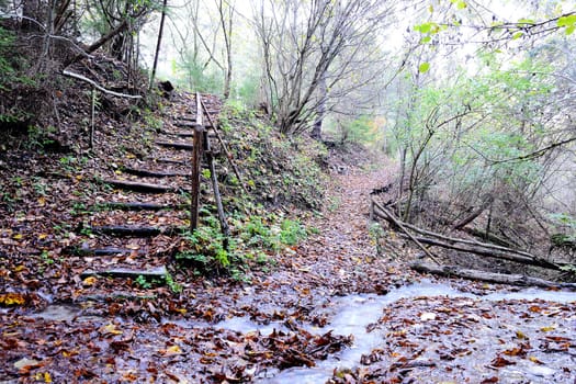 Forest with streams of rain water