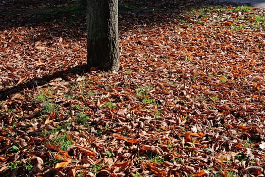 Park with leaves in Autumn