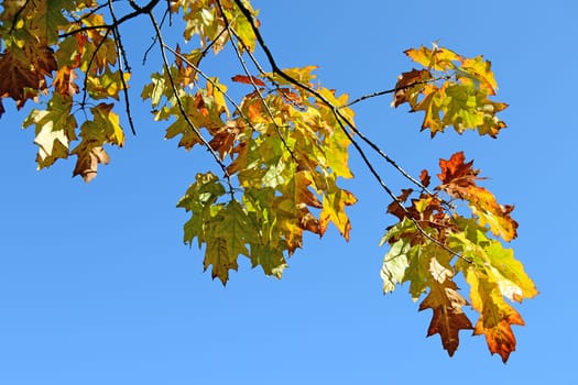 Oak Tree Leaves in Autumn