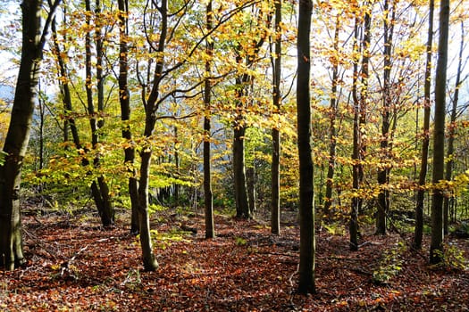 Autumn forest with sun rays