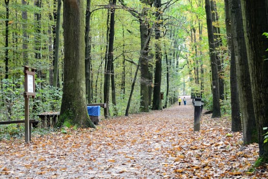 Forest path with people in autumn