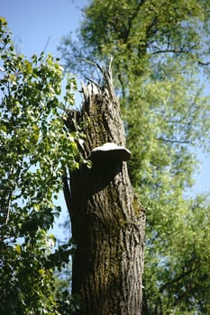 A rotten tree trunk of an overturned tree stands at the edge of a forest.