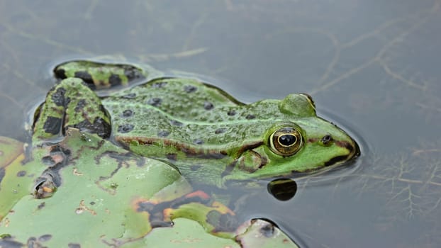 Pond frog (Pelophylax esculentus) on water lily leaf