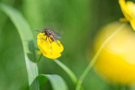 Fly on Buttercup Flower Close up.