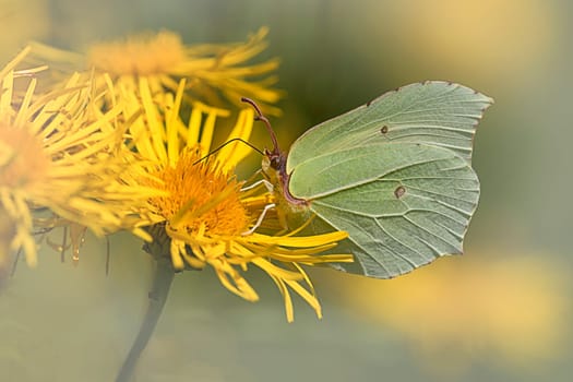 Lemon butterfly female on Jacob's greiskraut