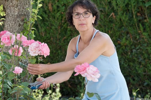 middle-aged woman cutting a rose in the garden
