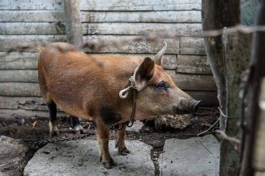 bound brown pig behind barbed wire fences