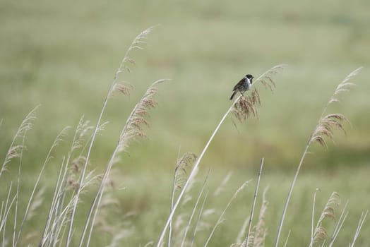 Tall grass background with a reed bunting perched high in the reeds