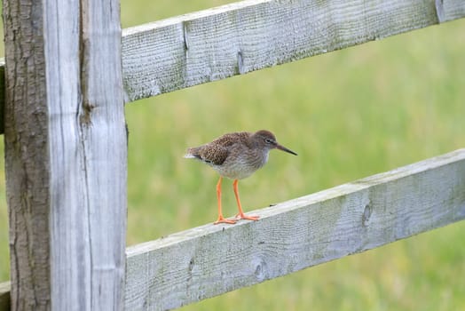 Common redshank bird perched on a wooden fence