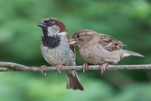Male and female house sparrows perched on a branch