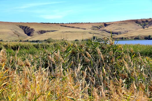 Summer beautiful landscape with ravine and bulrush