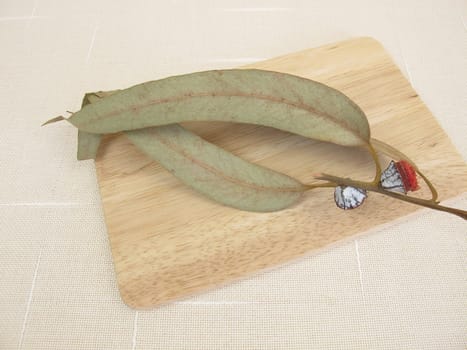 Dried eucalyptus twig with fruits